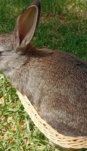 Netherland dwarf rabbits
