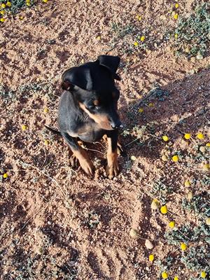 Miniature pinscher male puppy