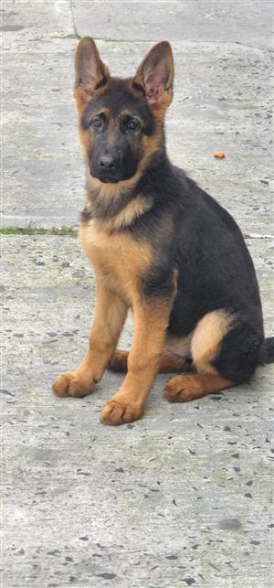 Unregistered german shepherd puppies sales for sale