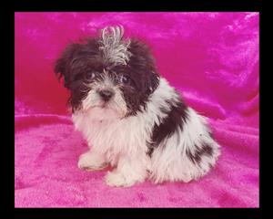 Morkie puppies