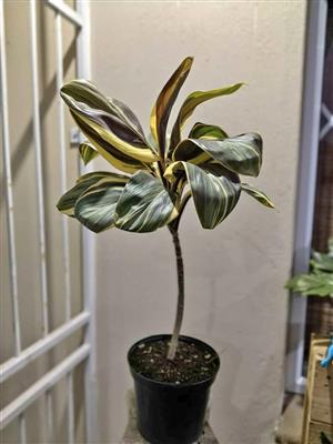 Colourful Cordyline Fruticosa Miss Andrea )