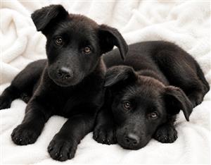 Black German shepherd puppies 
