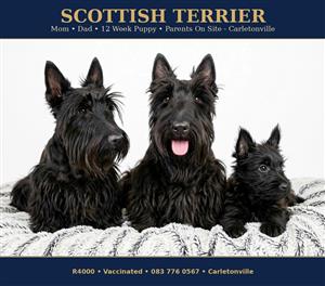Scottish terrier puppies 