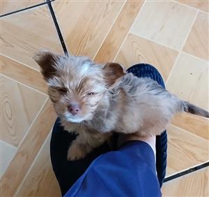 Purebred yorkie puppy
