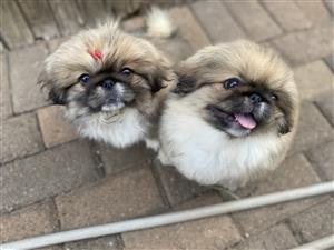 Male and Female Pekingese puppies for sale
