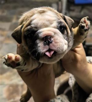 Gorgeous English bulldog puppies available