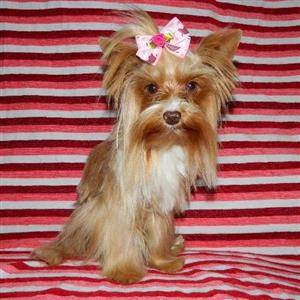 sable yorkshire terrier