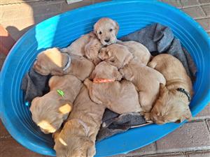 Cocker Spaniel puppies available