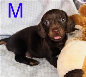 Chocolate and Tan Male Dachshund puppies 
