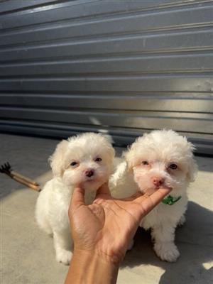 Maltese puppies 