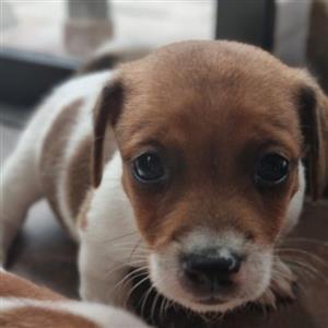 Beautiful and healthy Purebred Short legged  Jack Russell pups for sale. 