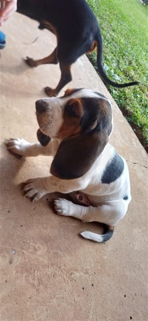 Basset Puppies