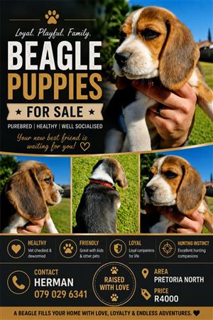 Beagle puppy