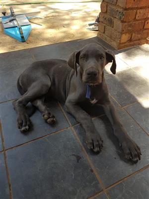 Registered Giant Great Dane puppies