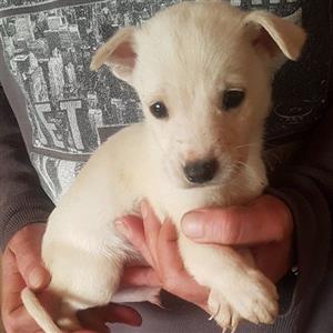 Jack Russell X Foxy