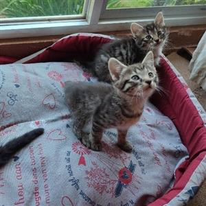 Kittens in Randfontein