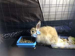 Royal Rabbit Willow: Woolly Jersey Bunnies