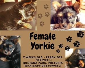 Female Yorkie ready for forever home