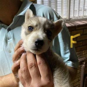 husky puppies for sale gumtree