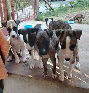 Greyhound puppies for sale in the  eastern cape