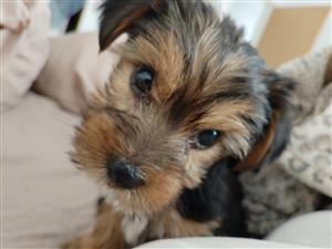 YORKIE PUPPIES AVAILABLE