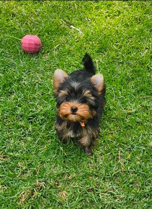 Yorkies