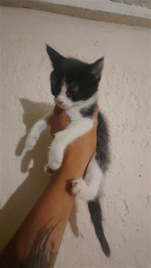 Adorable kittens for sale 