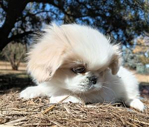 Miniature Pekingese male puppy