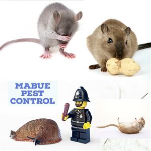 Cockroaches,rodents,lizards,mice&rats pest control