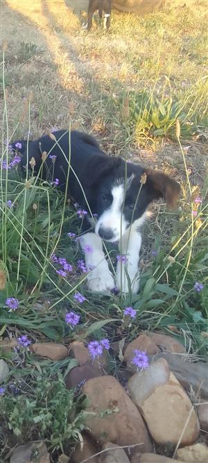 Border Collie puppies