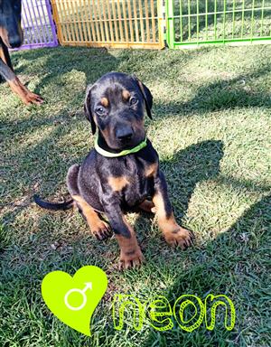Large breed Doberman Puppies for sale