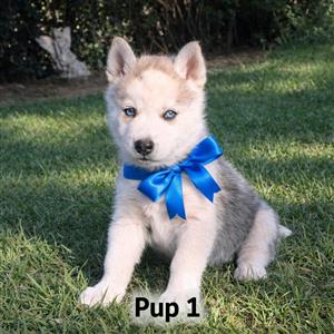 Male Siberian Huskies available 
