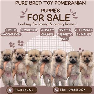 PURE BRED TOY POMERANIAN PUPPIES FOR SALE