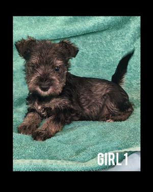 Miniature Schnauzer pups