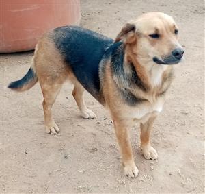 Beagle X Labrador