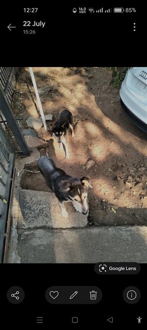 German Shepherd cross Jack Russell puppies