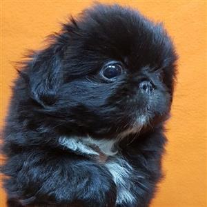 pekingese puppies for sale durban