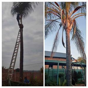 Palm cleaner