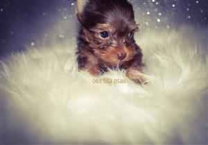 Gorgeous little yorkie puppies available