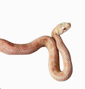 Albino Northern Pine Snake For Sale 