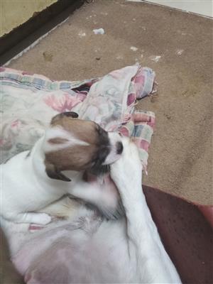 Jack Russell puppies.