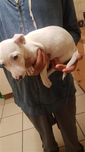 Jack Russell cross fox terrier