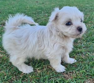 Pragtige Maltese Poedel babas