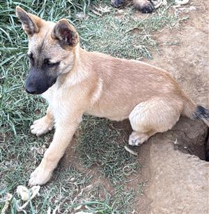 Malinois x German Shepherd puppies available 