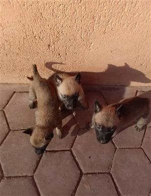 Belgian Malinois puppies