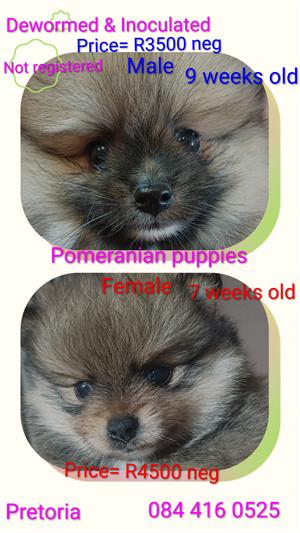 Pomeranian orange sable puppies available 
