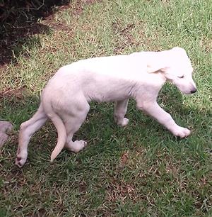 White Swiss Shepherd x Labrador puppy