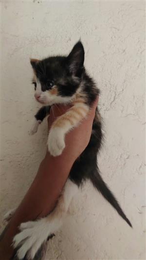 Tortoise shell and calico kittens up for sale