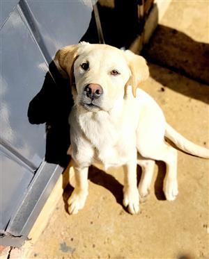 Labrador 5 Month Old Puppy