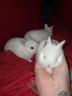 Dwarf Rabbits